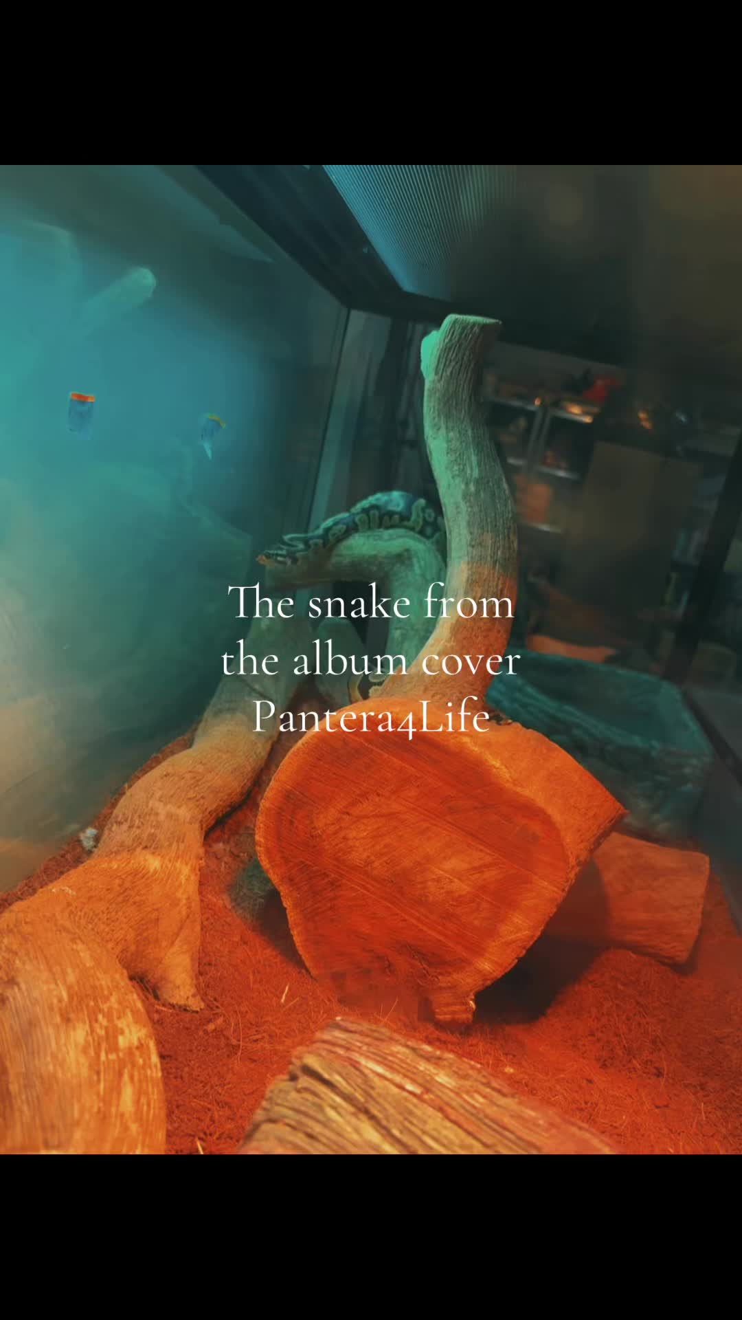 @TheMusicGuy205