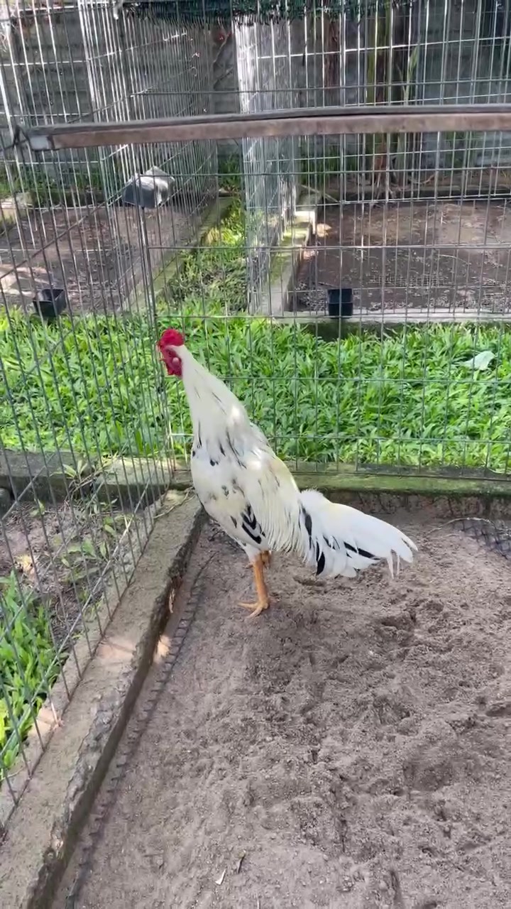 @Quốc Bảo ( baosting)