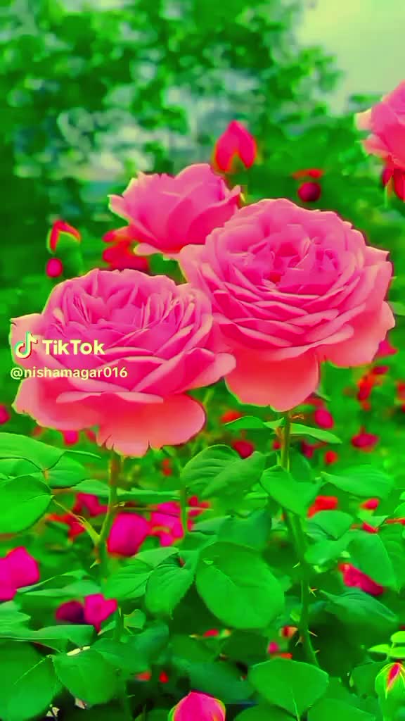 @Maghar