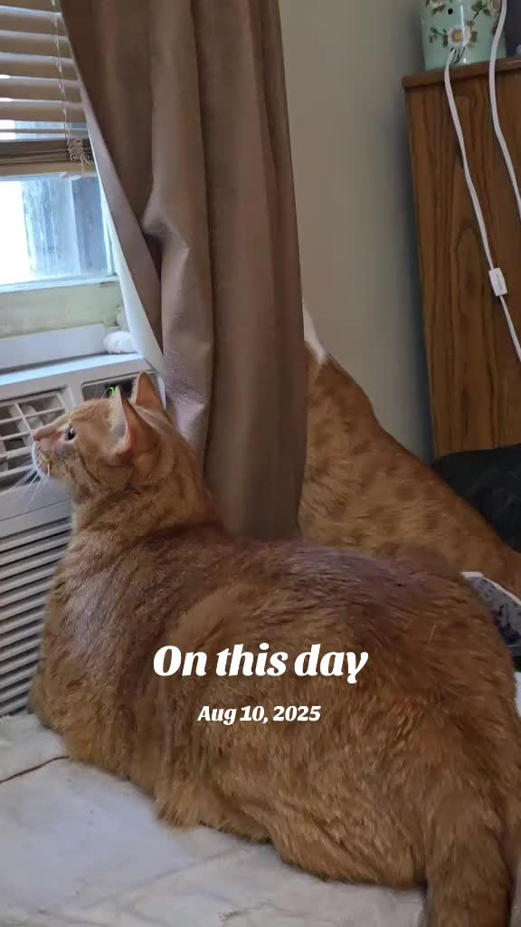 @SudzyDudz77❤️🐱💚
