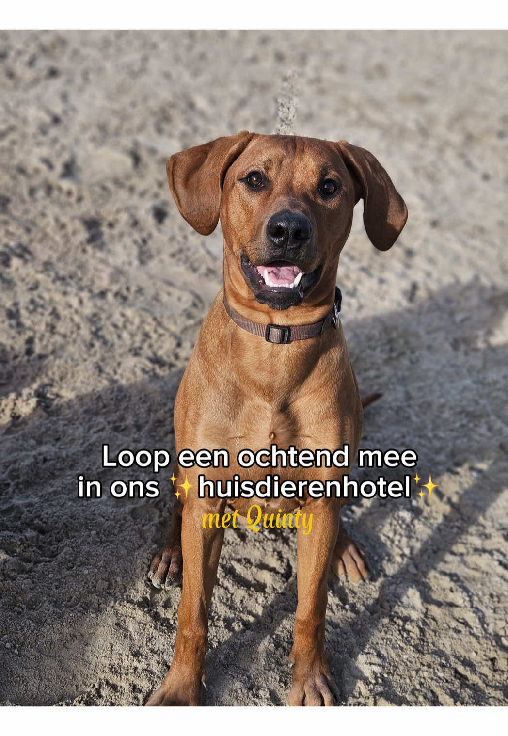 @HuisdierenhotelDeHeggeWeert