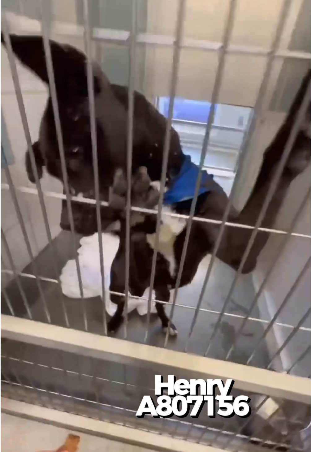 @pawssavingpaws