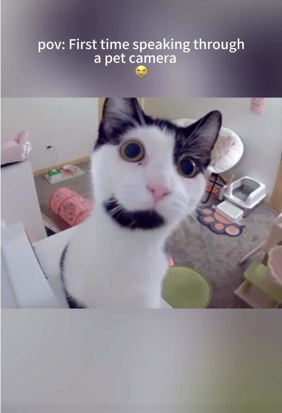@Funny cat 520