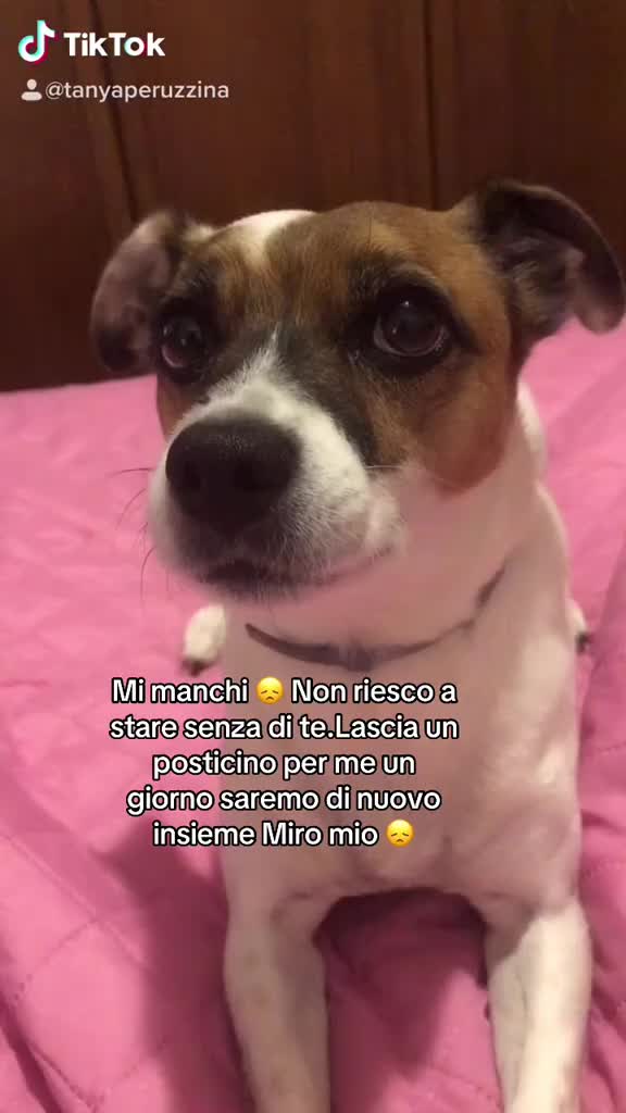 @Tanya Volontaria Animalista