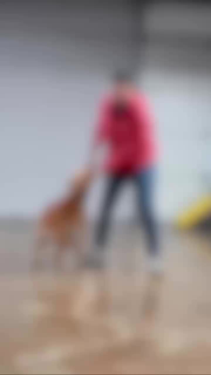 @Miracle K9 Training