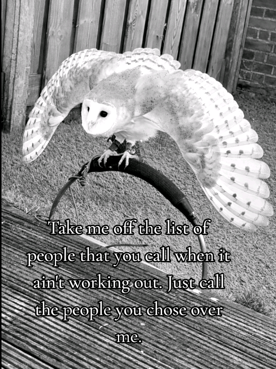 @Birddaddy🦜🦉🦅