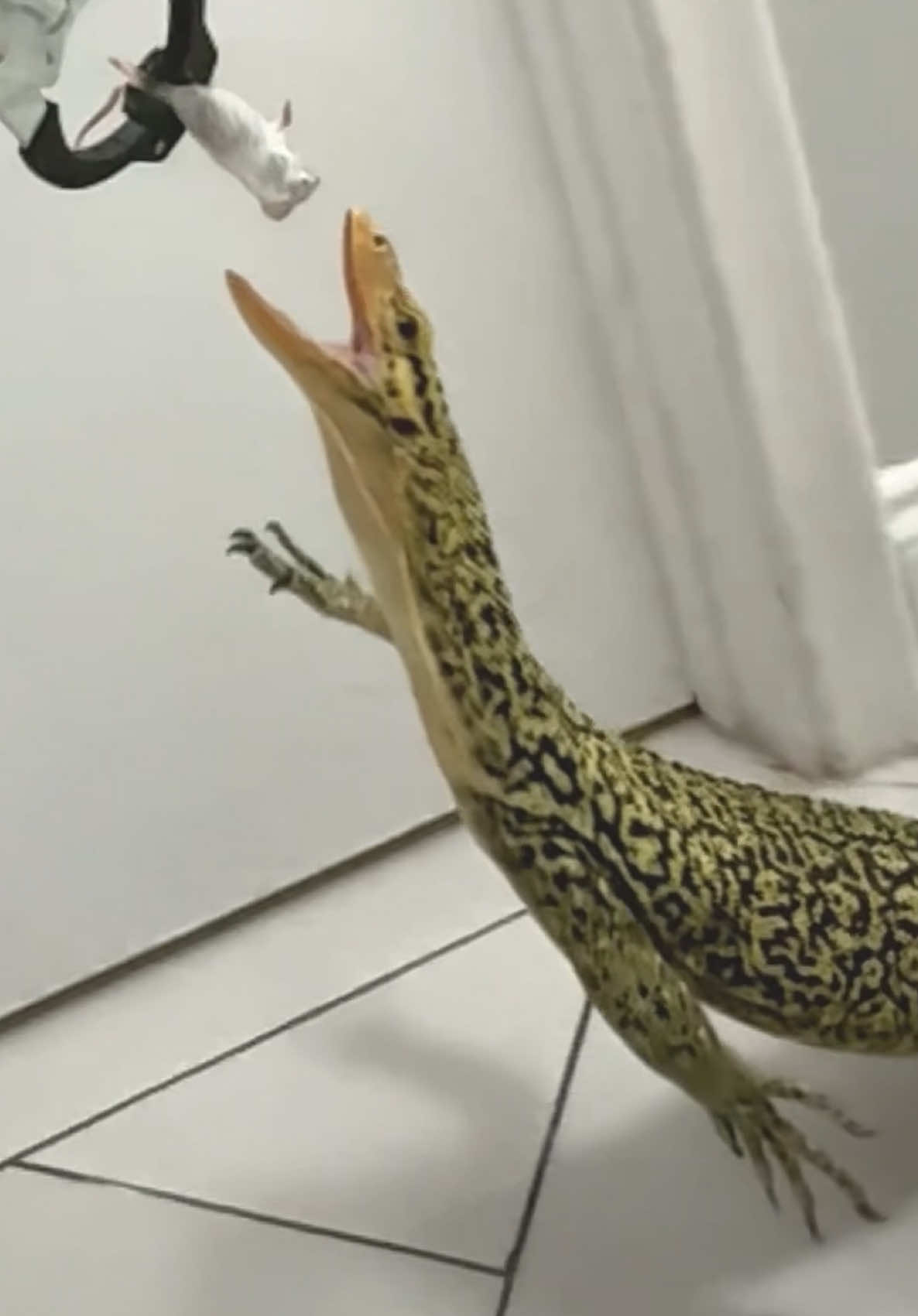 @Tommys_reptiles