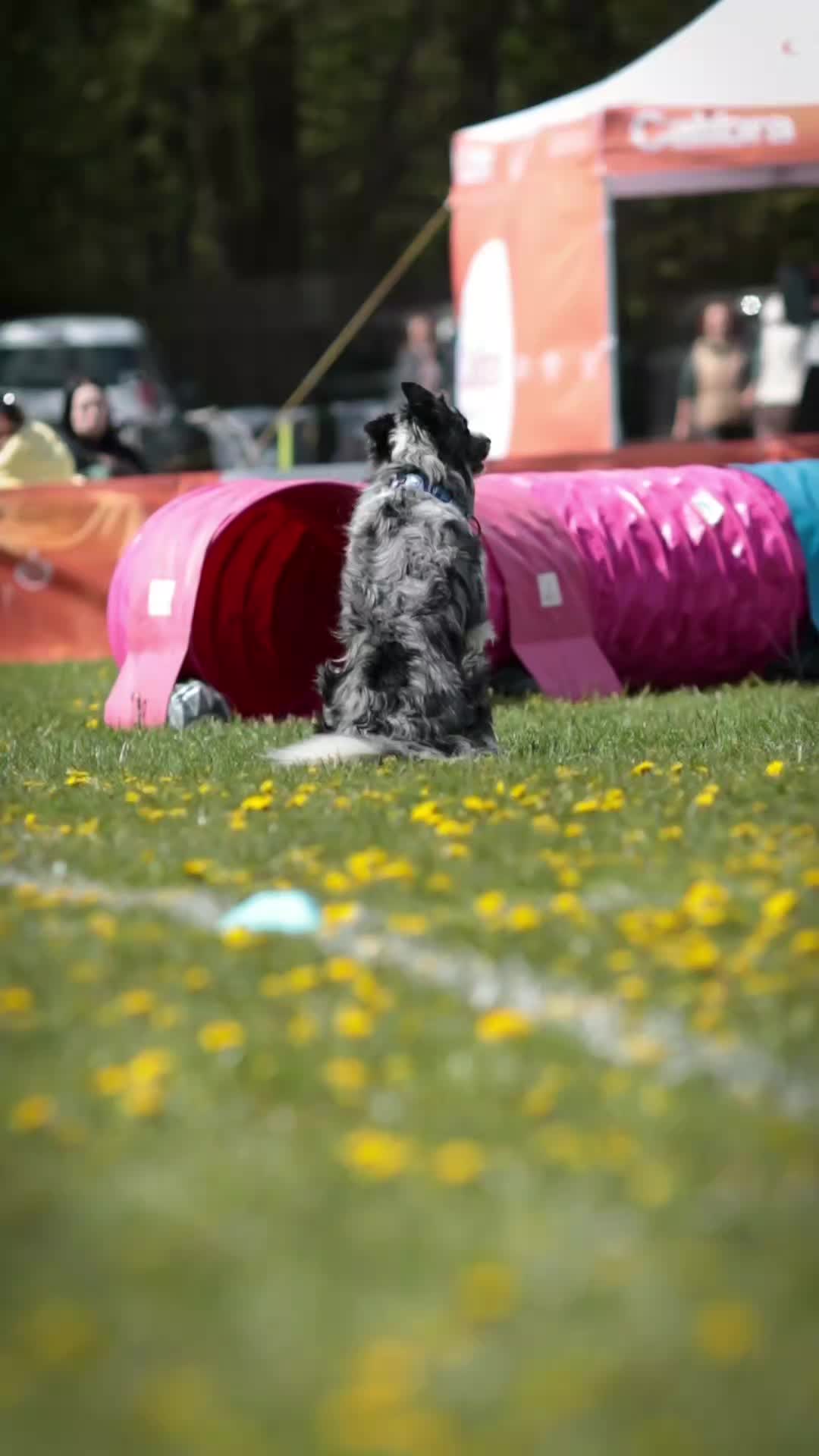 @frisbee dogs 🥏