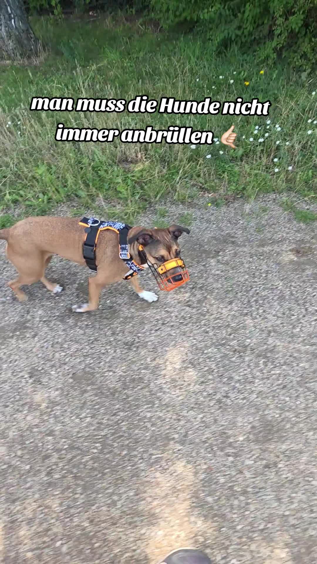 @Staffordshiremix Geschwister🐾