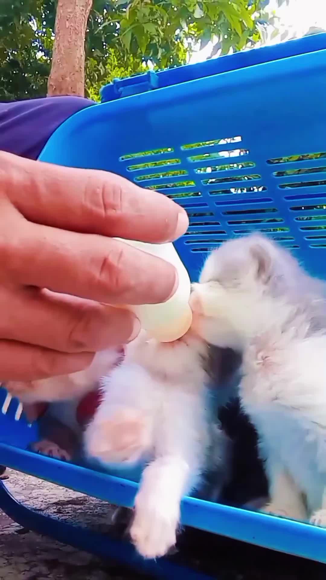 @CutekittenClub