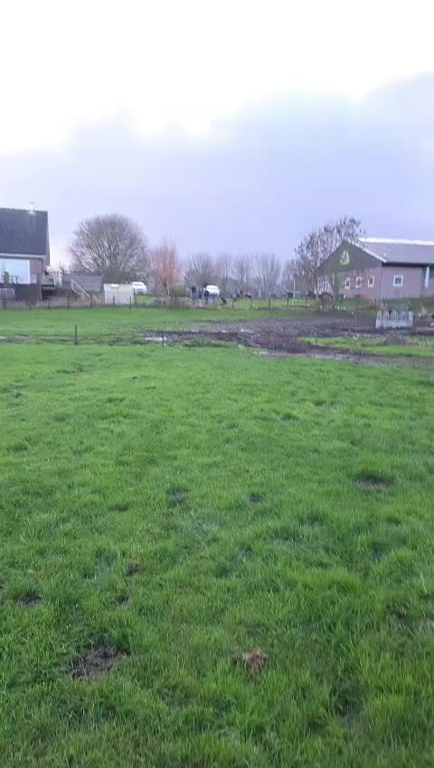 @schapenfokkerij l.kammeraad
