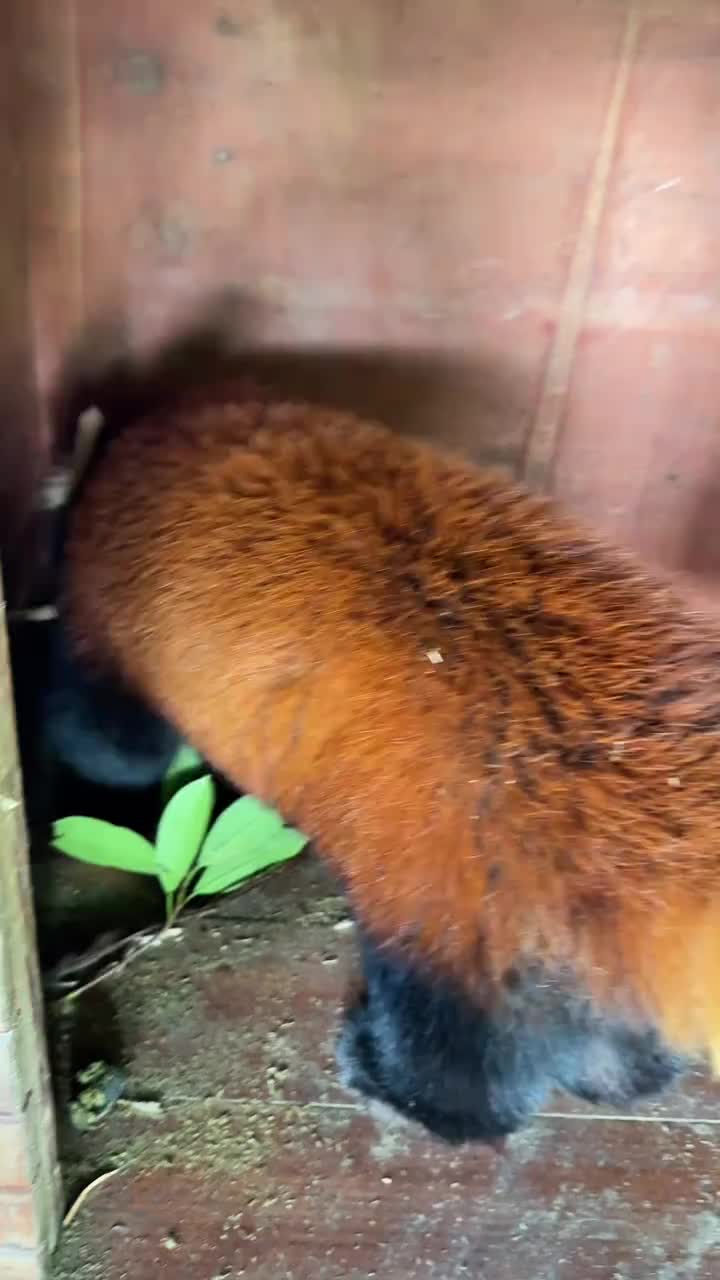 @Krezhi Panda 90