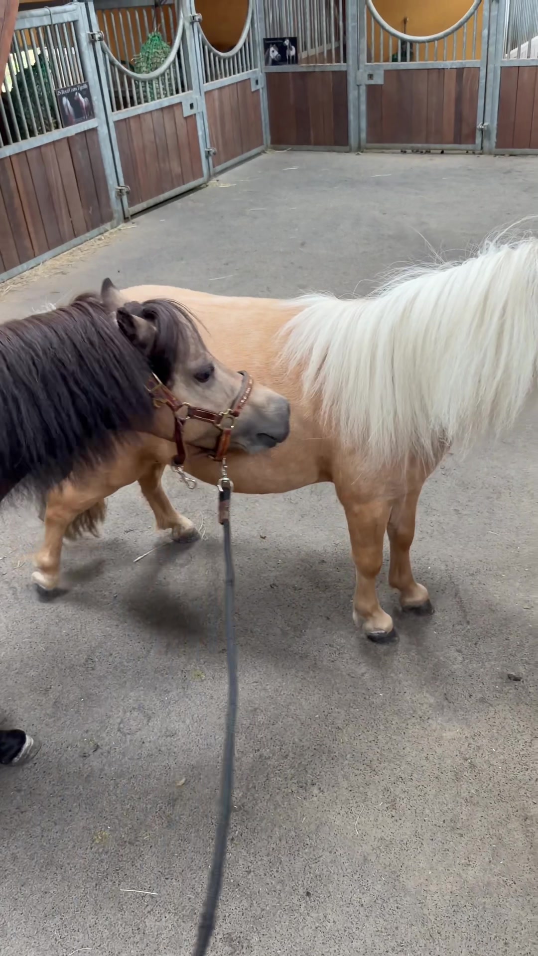 @julia_libertyhorses