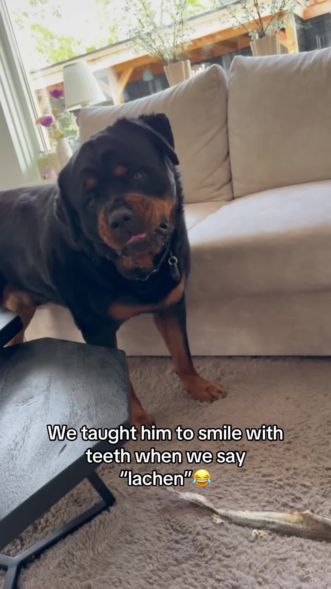 @Dyce de rottweiler
