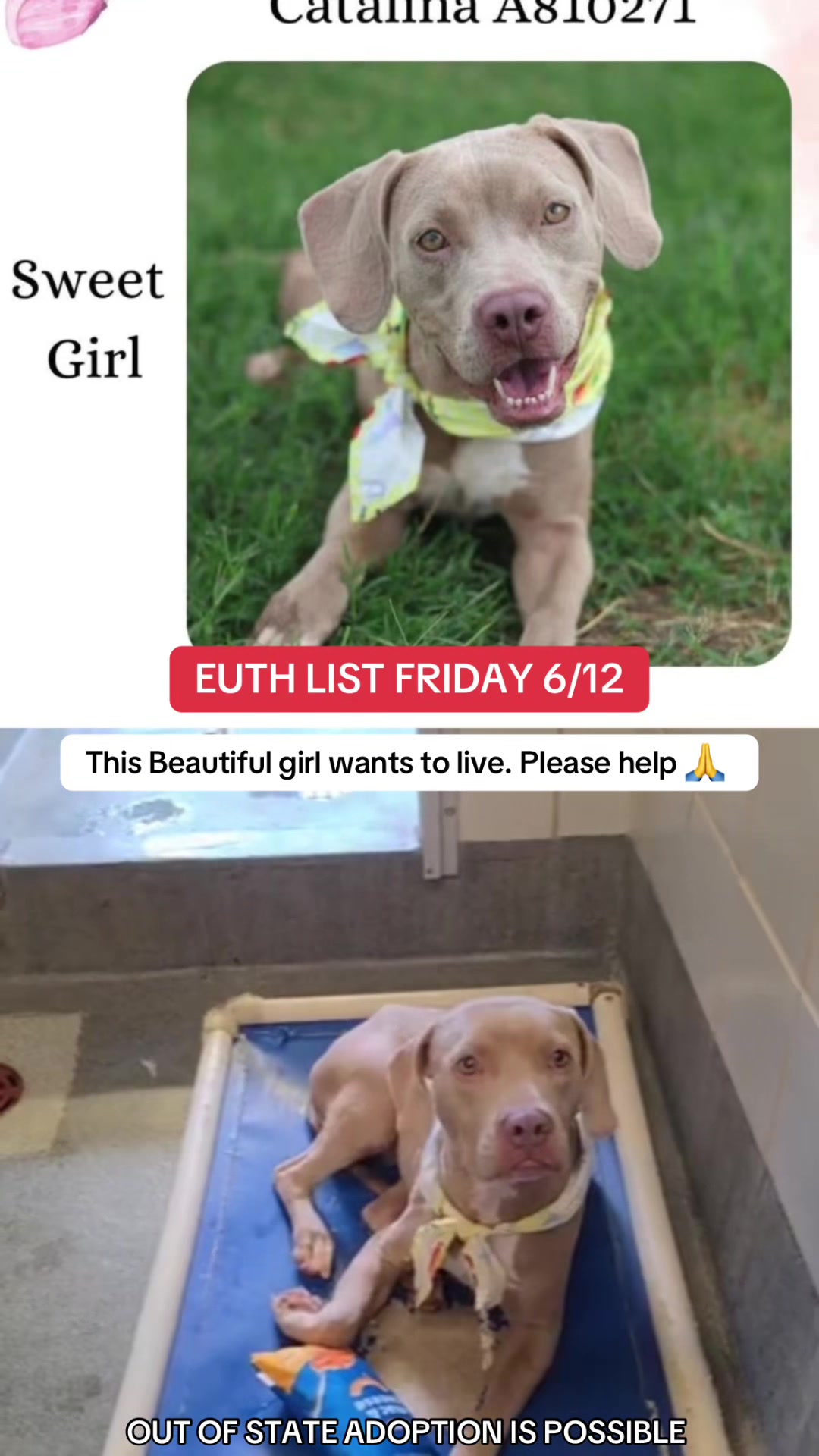 @@rescuedogs911