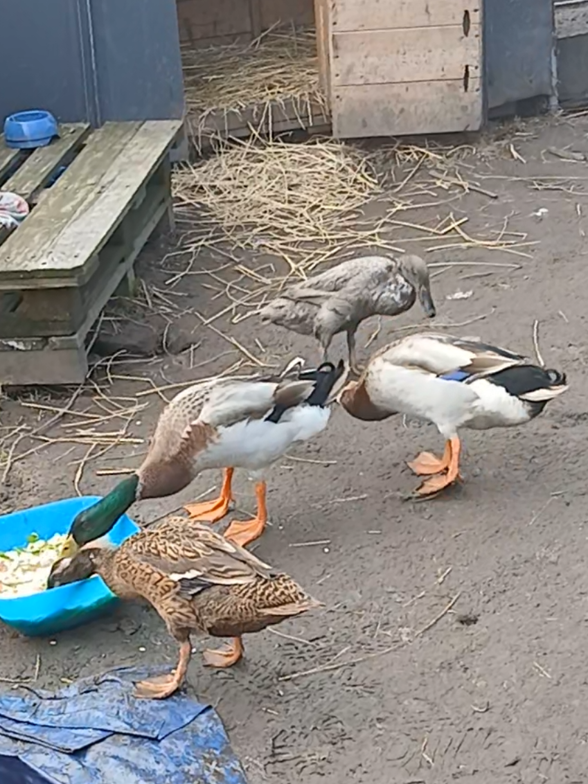 @Kaczogr&oacute;d u Milki🦆🦆🦆🦆