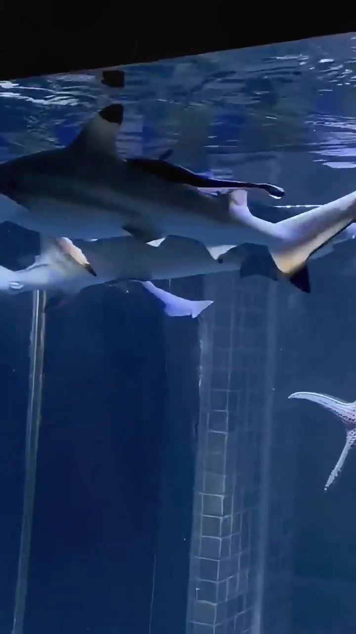 @sharkabcabc