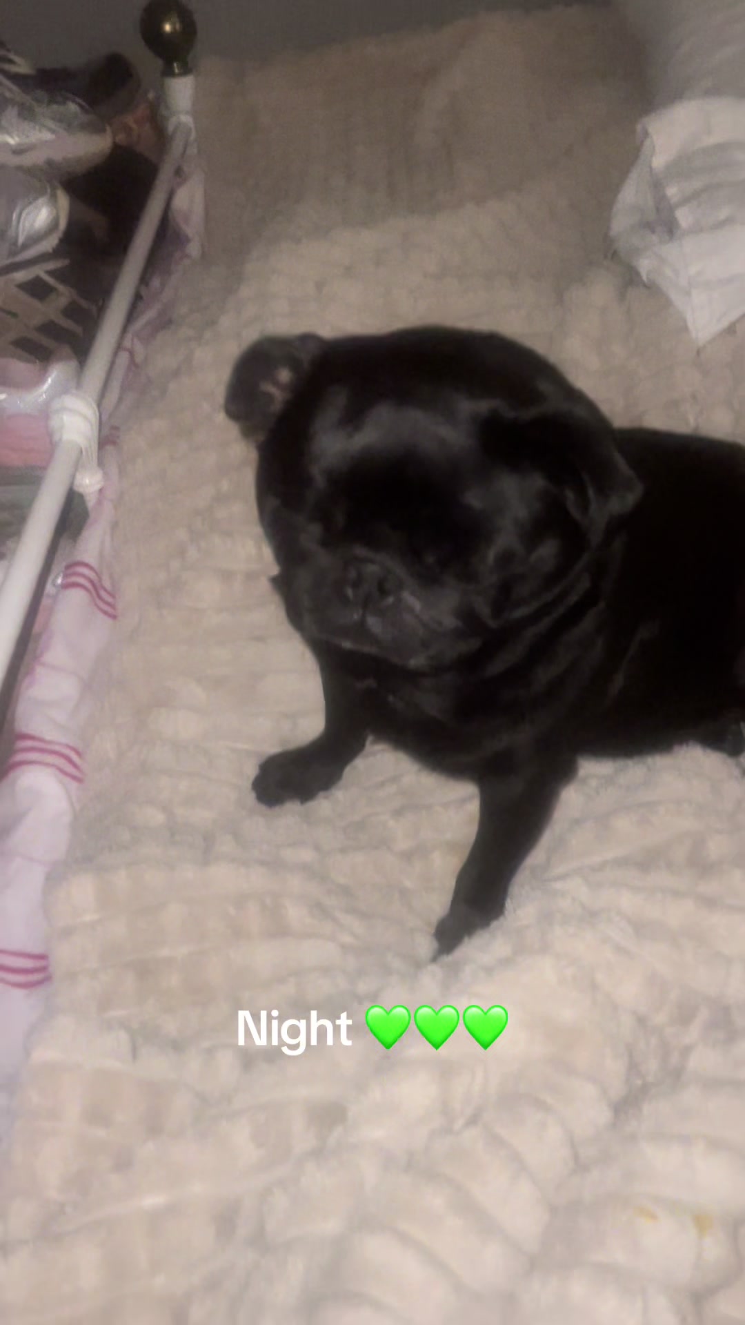 @lulutheboringpug
