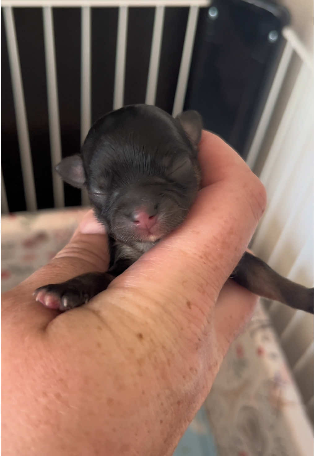 @Danielle |(chihuahua)mama 🐕🩵
