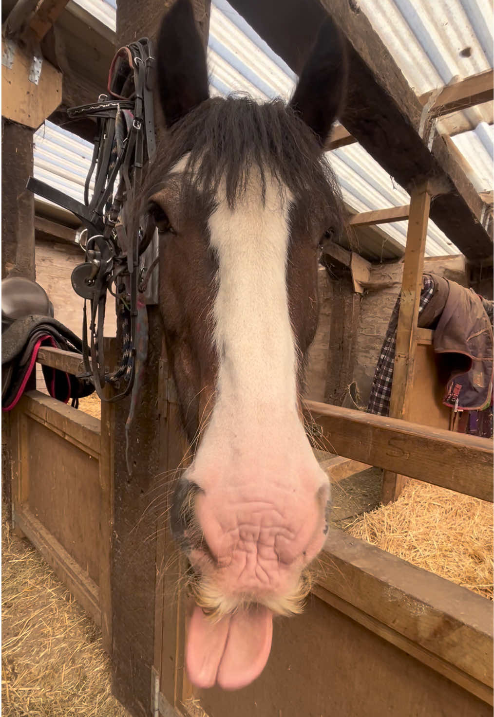 @Moor Farm Stables