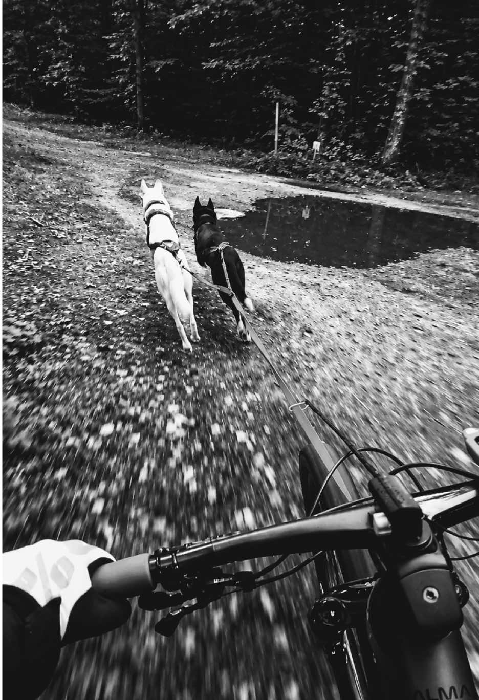@Agnieszka Ignaszak bikejoring