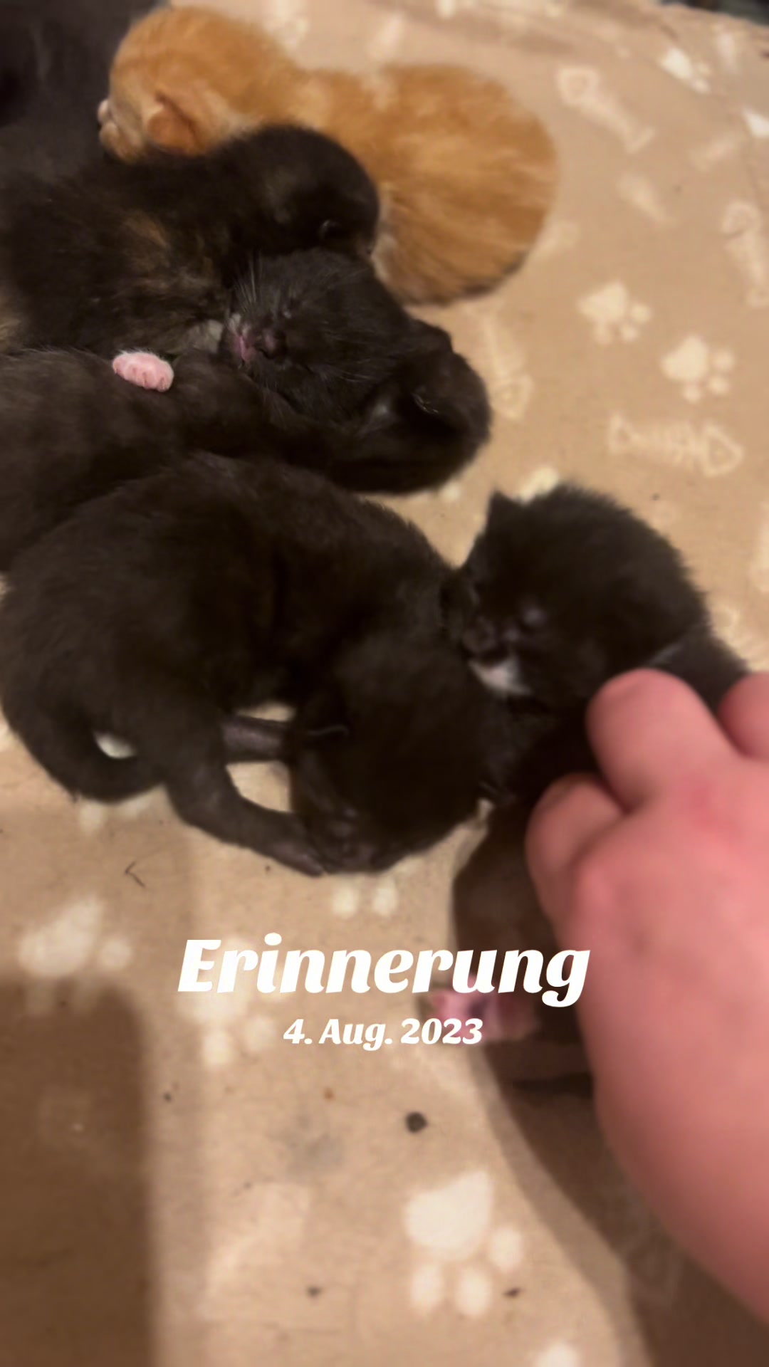 @hörnchen1987🥐