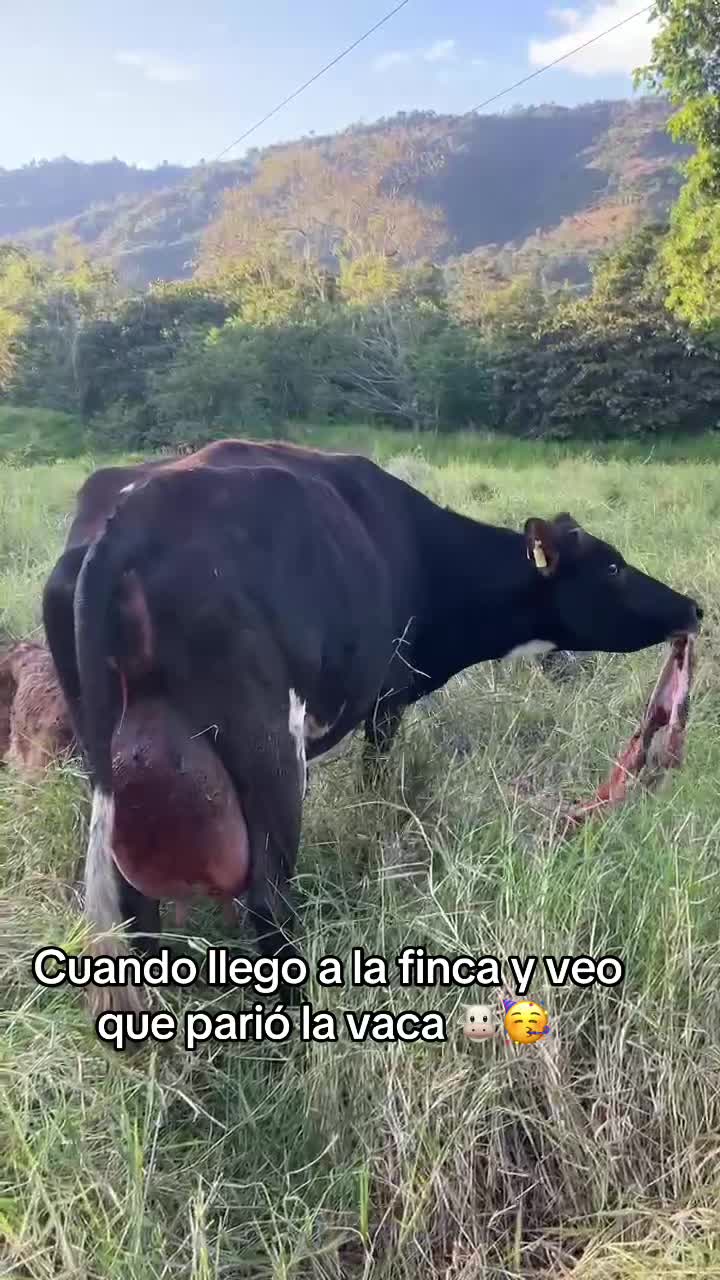 @Jhonatan Cabrera Var