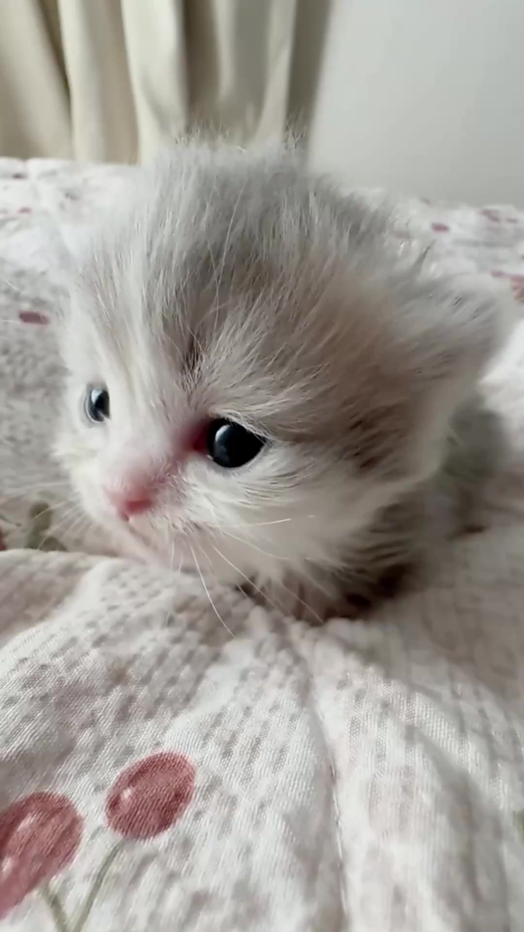 @catbosssss