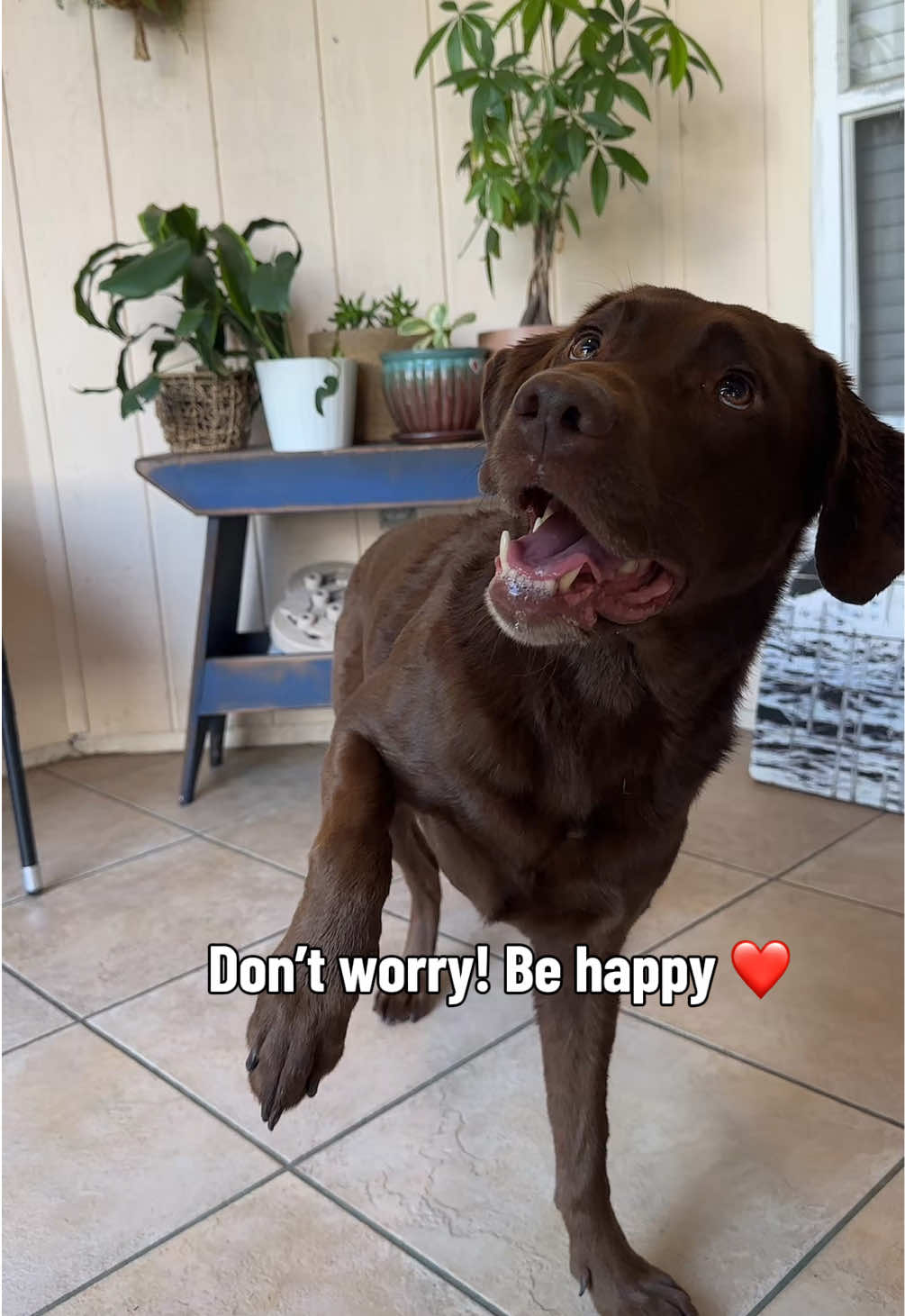 @AmandaT | Your Dog is COOL!