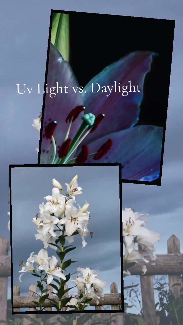 @𝙂𝘭𝒐𝐰𝗡𝐚𝘁𝙪𝐫𝒆𝑨𝗿𝘁 ❀