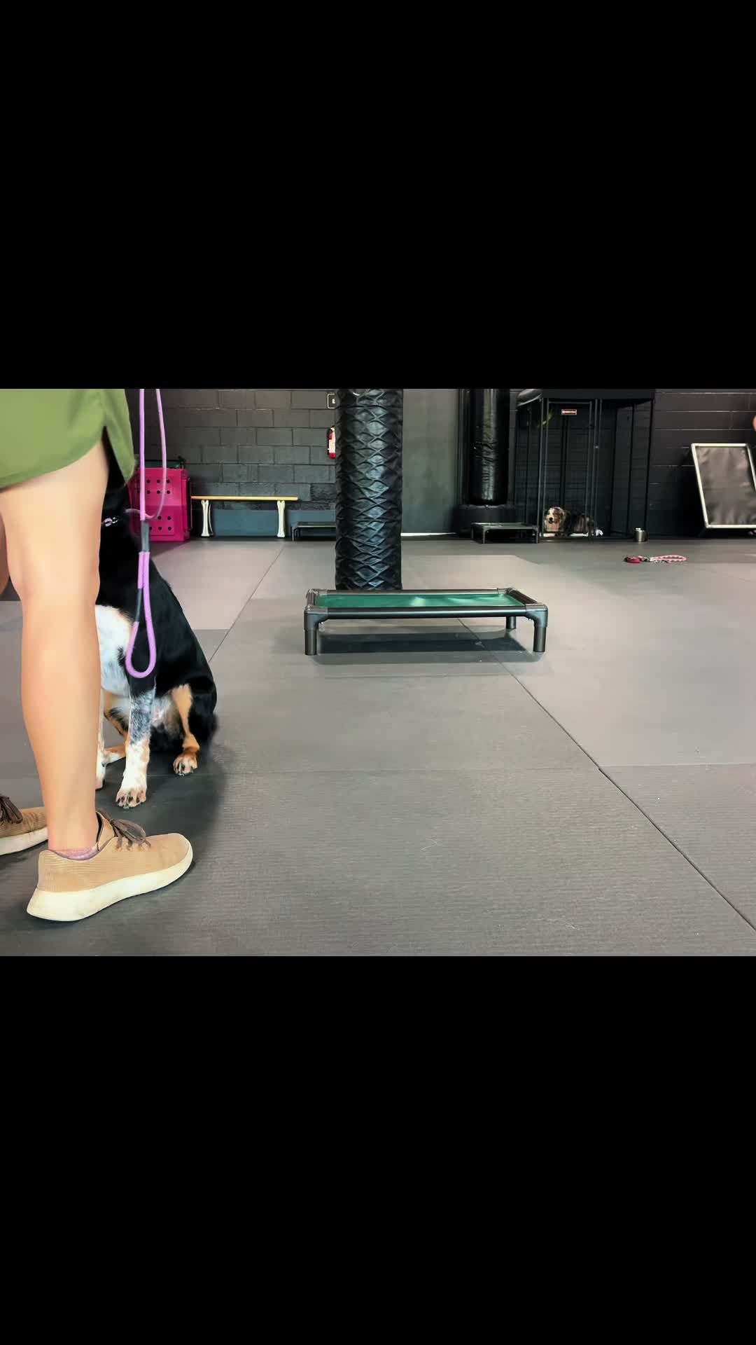@Cordial Canine