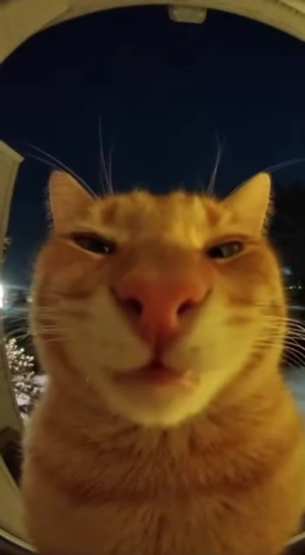 @petsmadnesstv