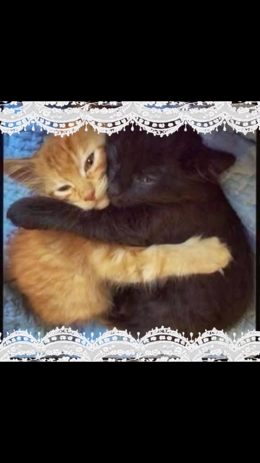@୧(≽^• ˕ •^≼)🐾