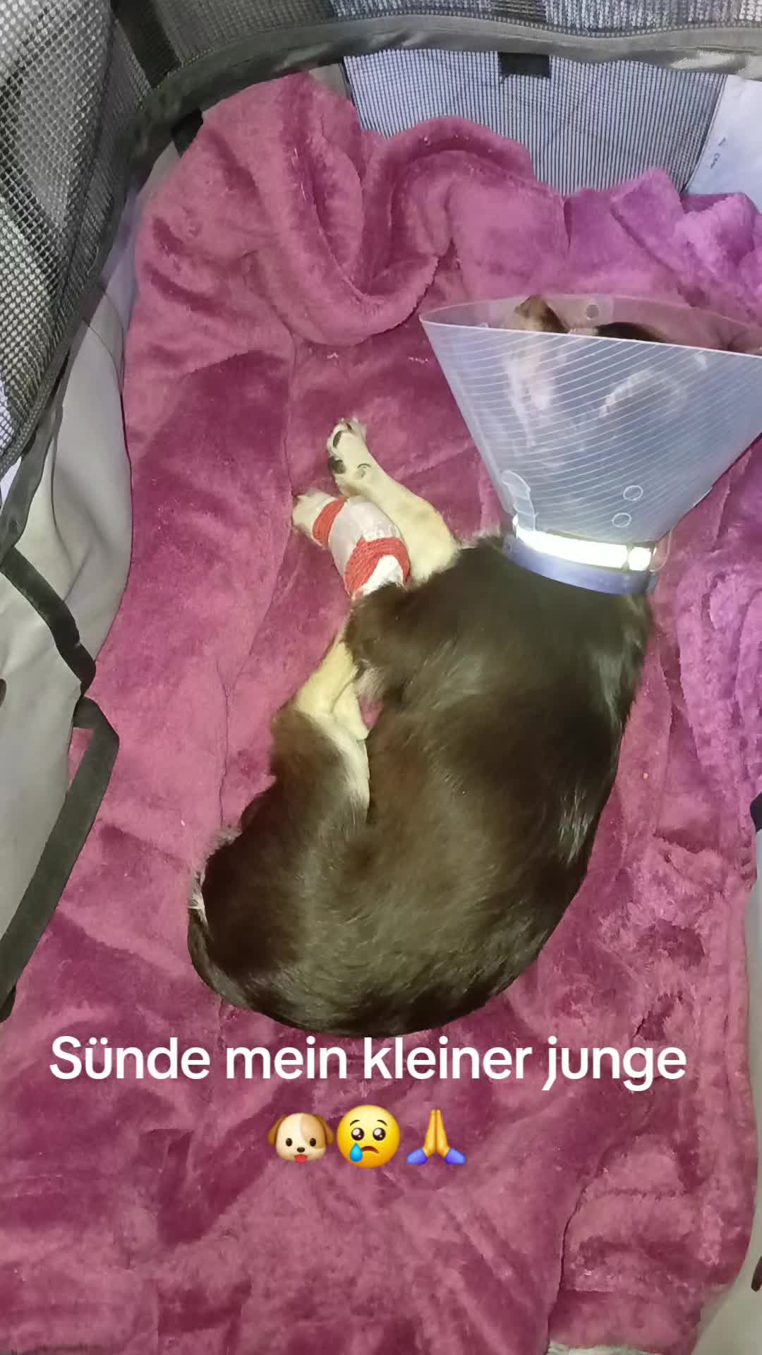 @Melody Gismo Peanut Brownie🐶❤