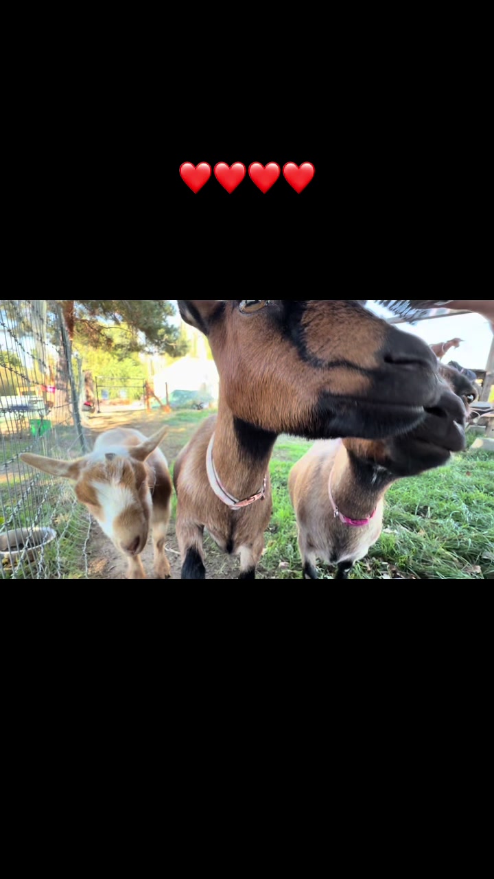 @WollamFarm