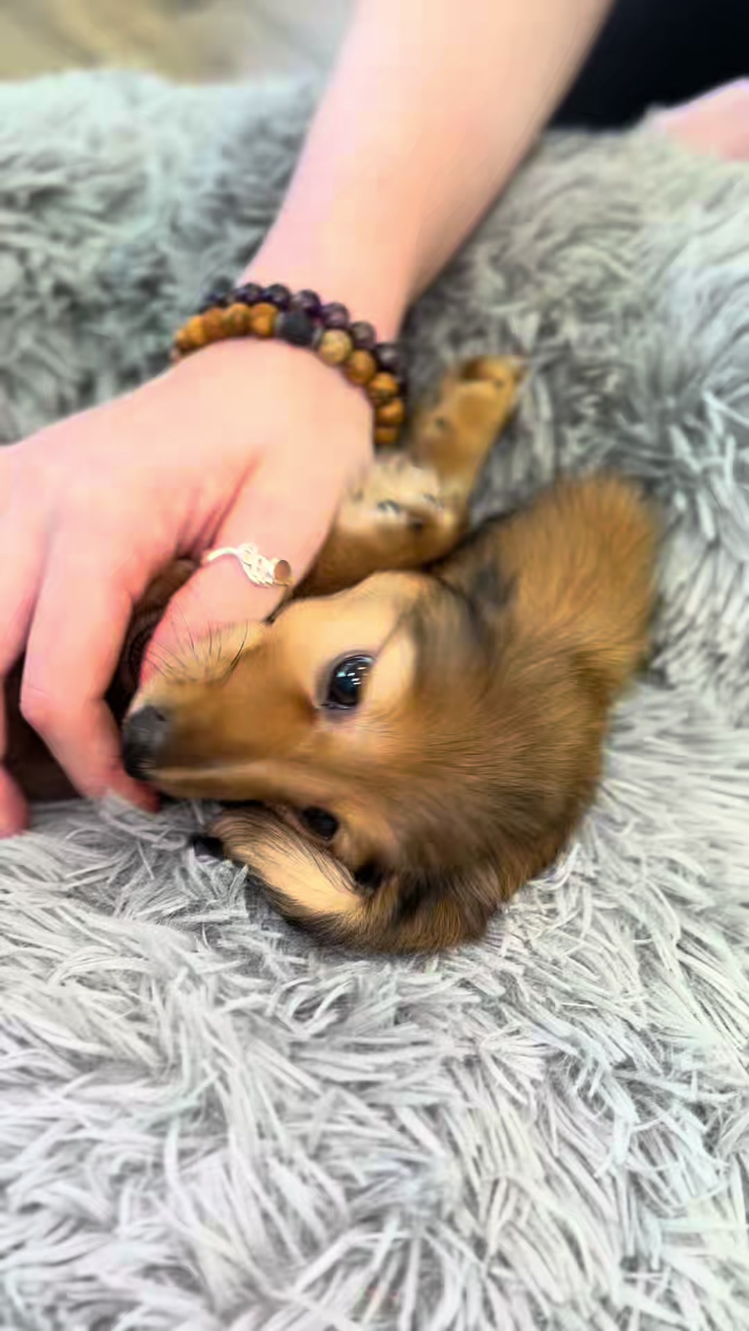 @Petland Oklahoma City