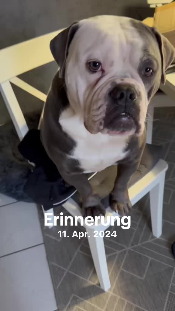 @Kalle 🐕