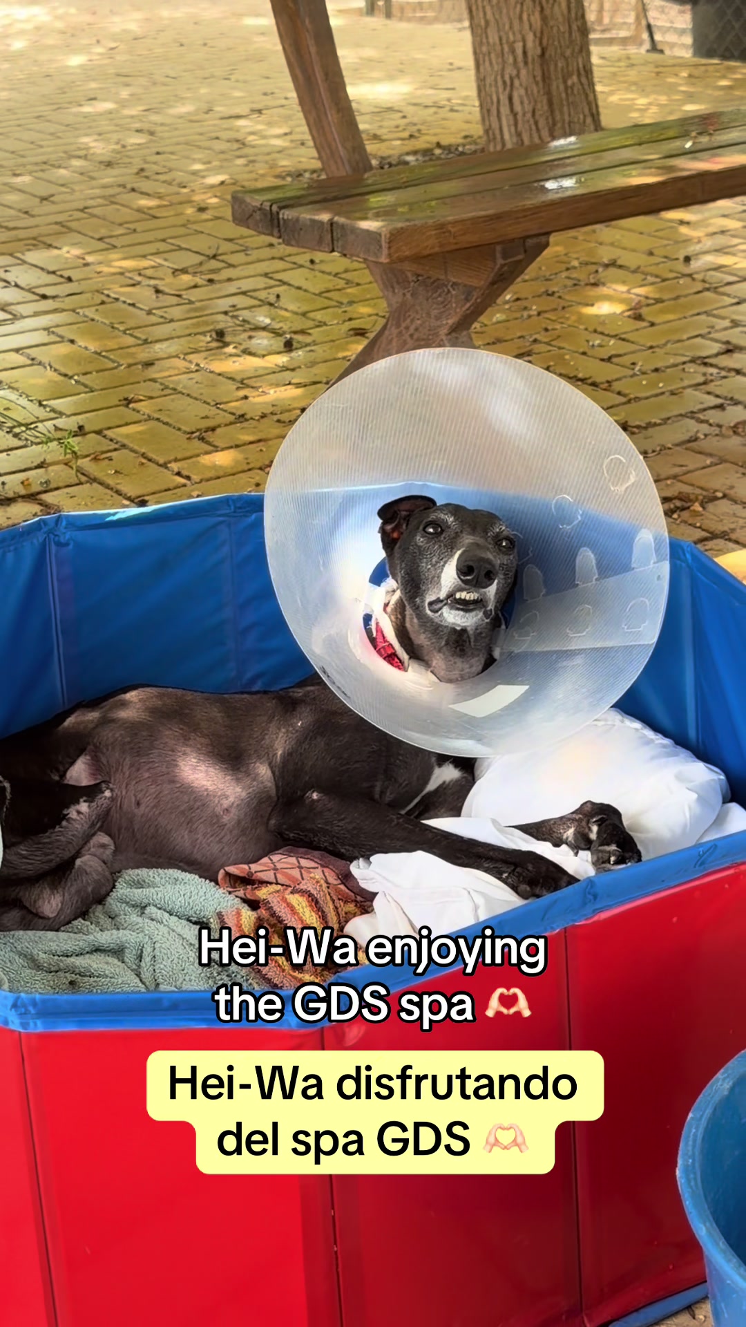 @Galgos del Sol