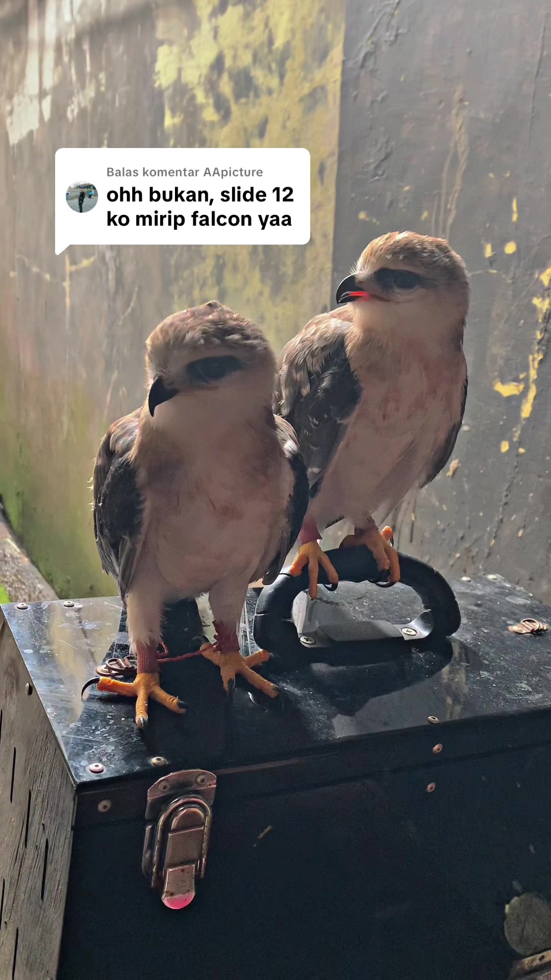 @Seputar Burung Free Fly