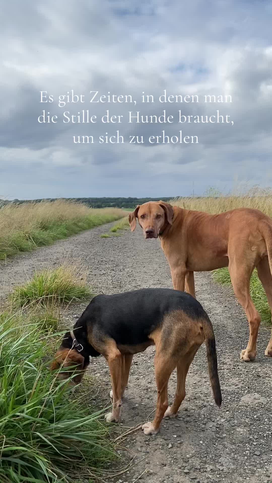 @Hundeurlaub.de