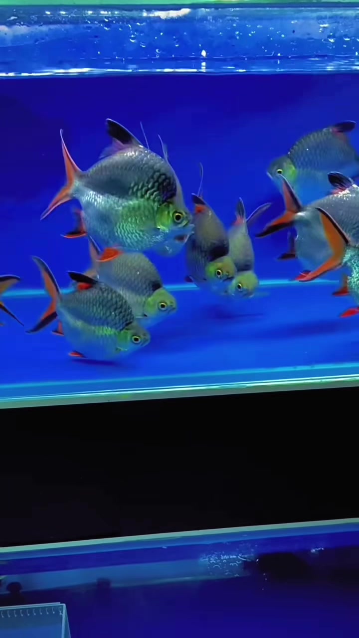@網上看魚