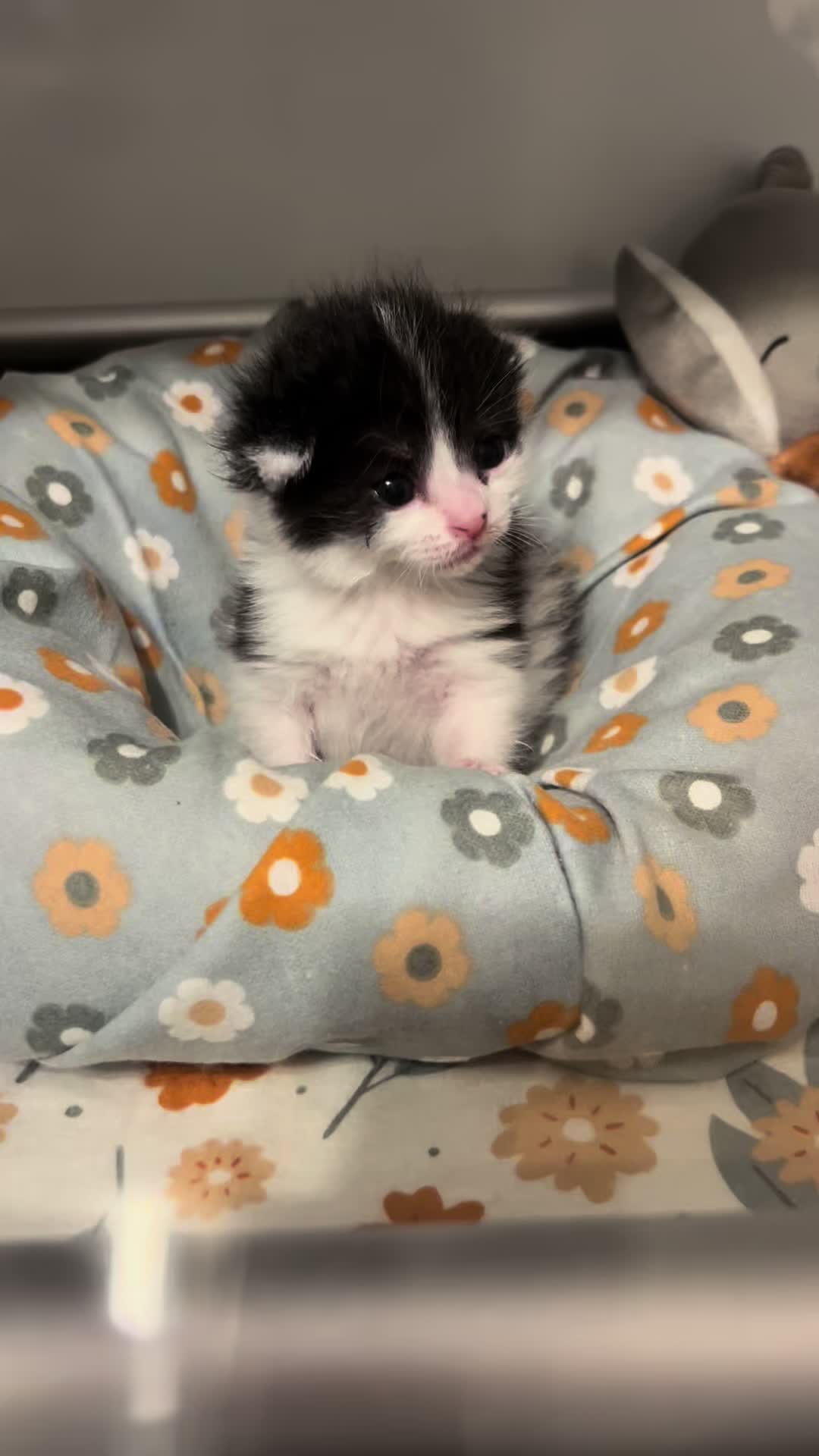 @Kitten.mama