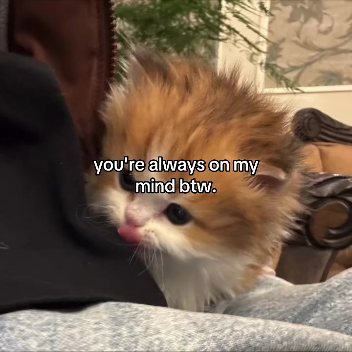 @deep.meow