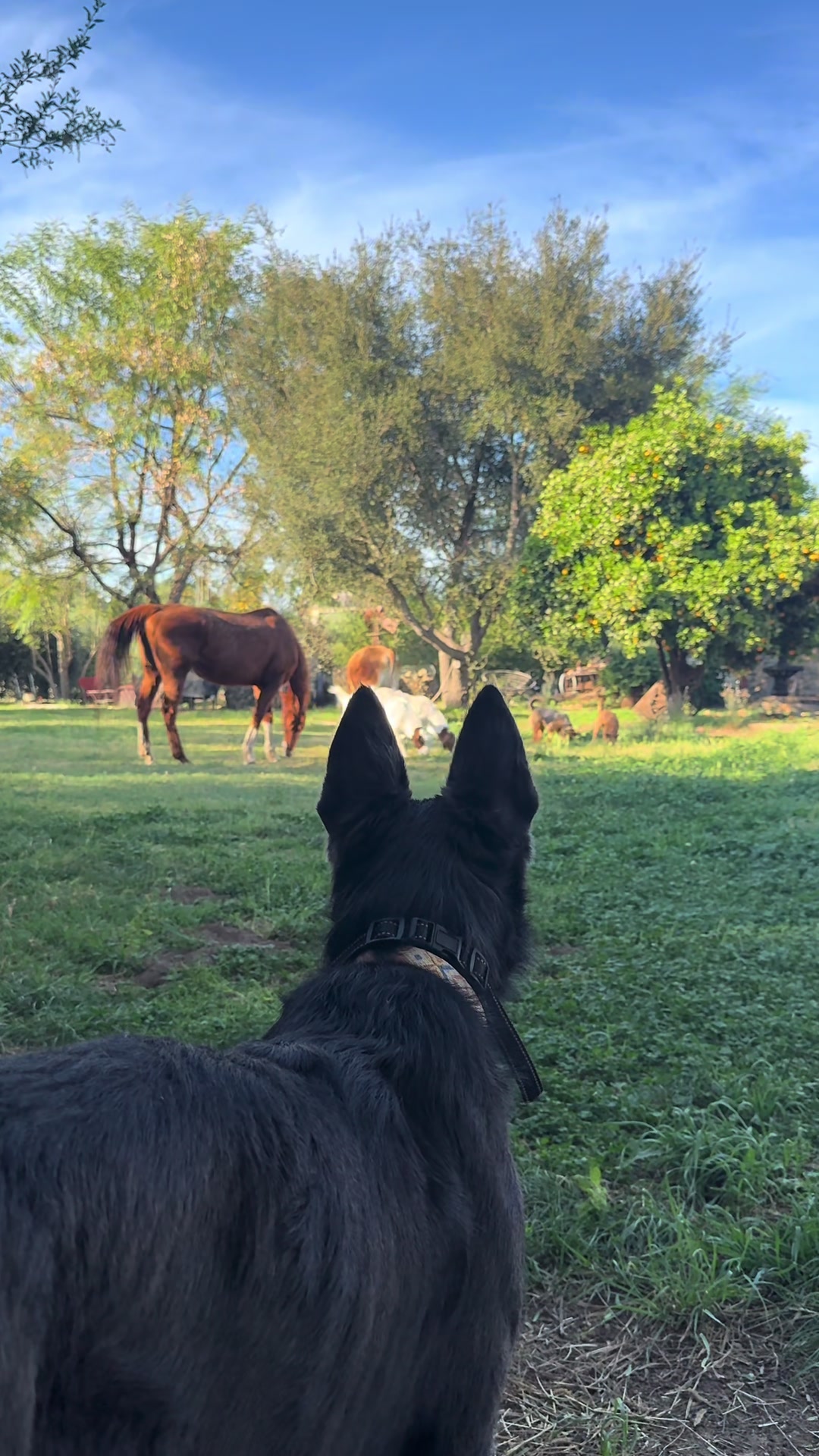 @staseasranch