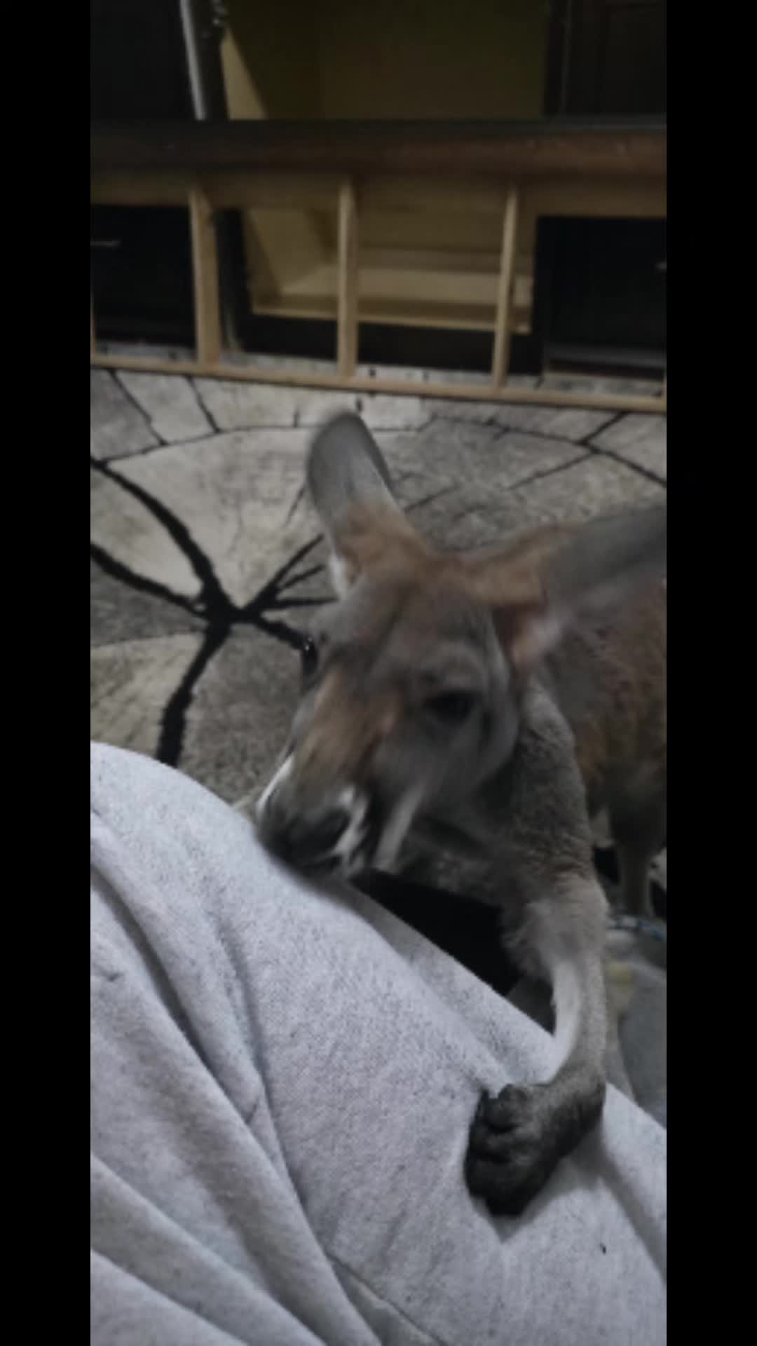 @Penny the Kangaroo 🦘
