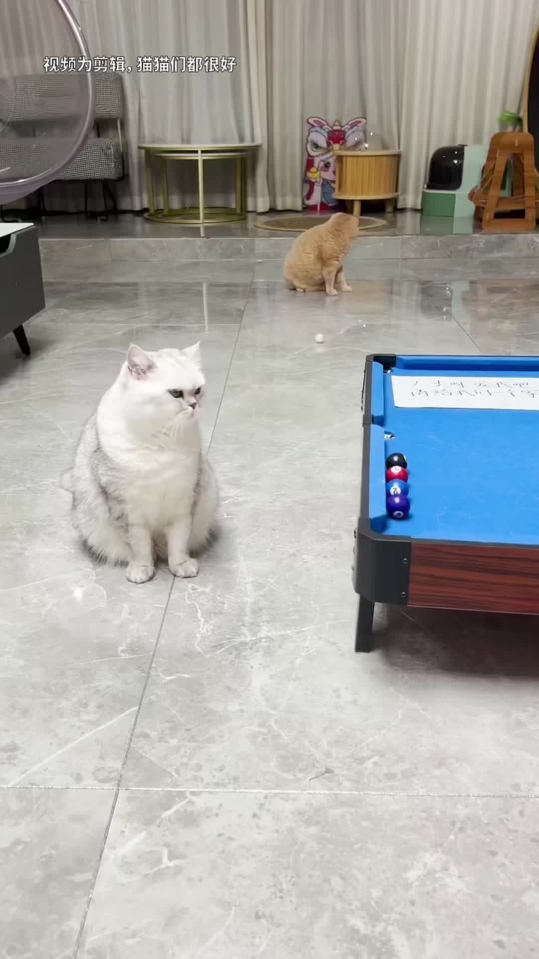 @🤣Cute Funny Pets🤣