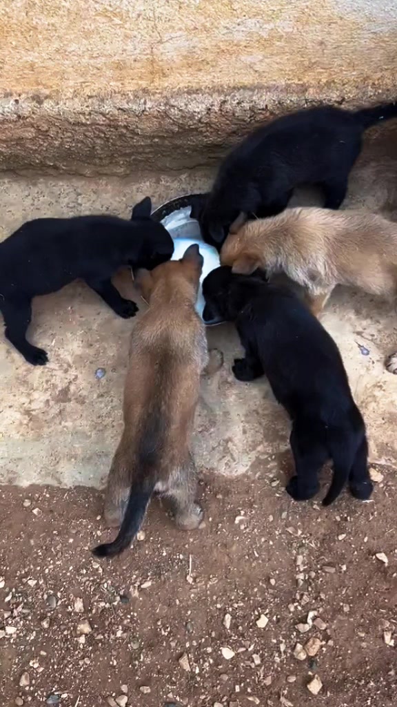 @The_belgian_malinois