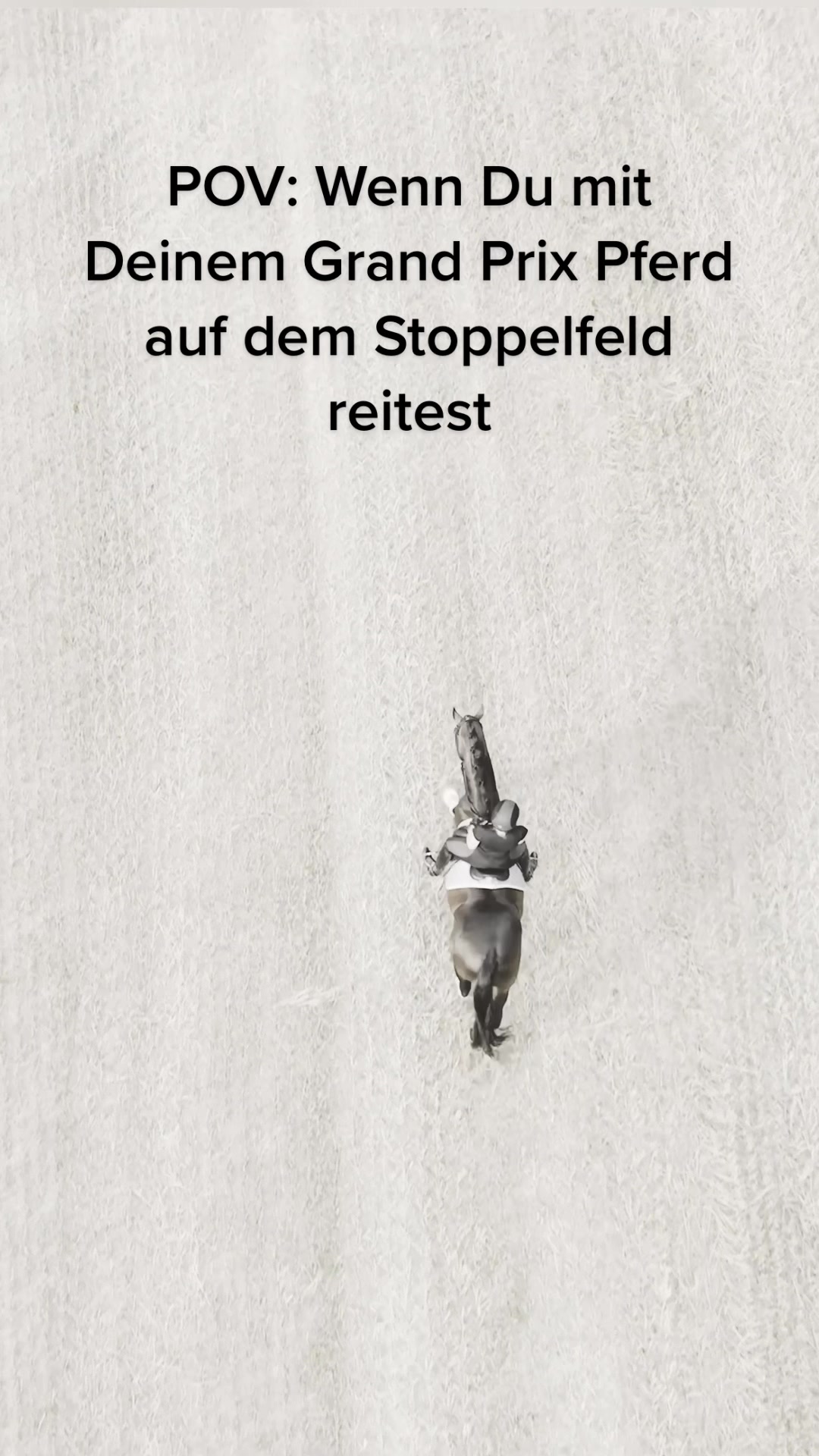 @Schwarze Equestrian