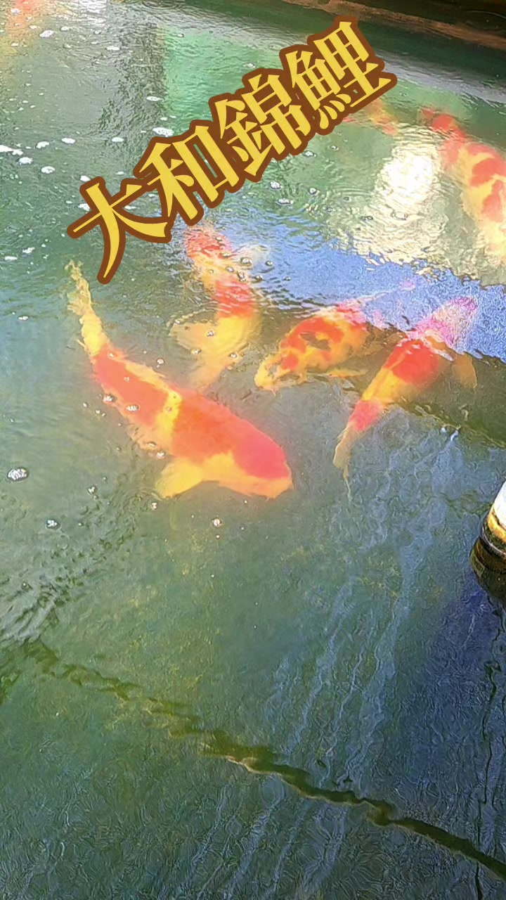 @零🇯🇵🌸零戦一番機🌸🇯🇵