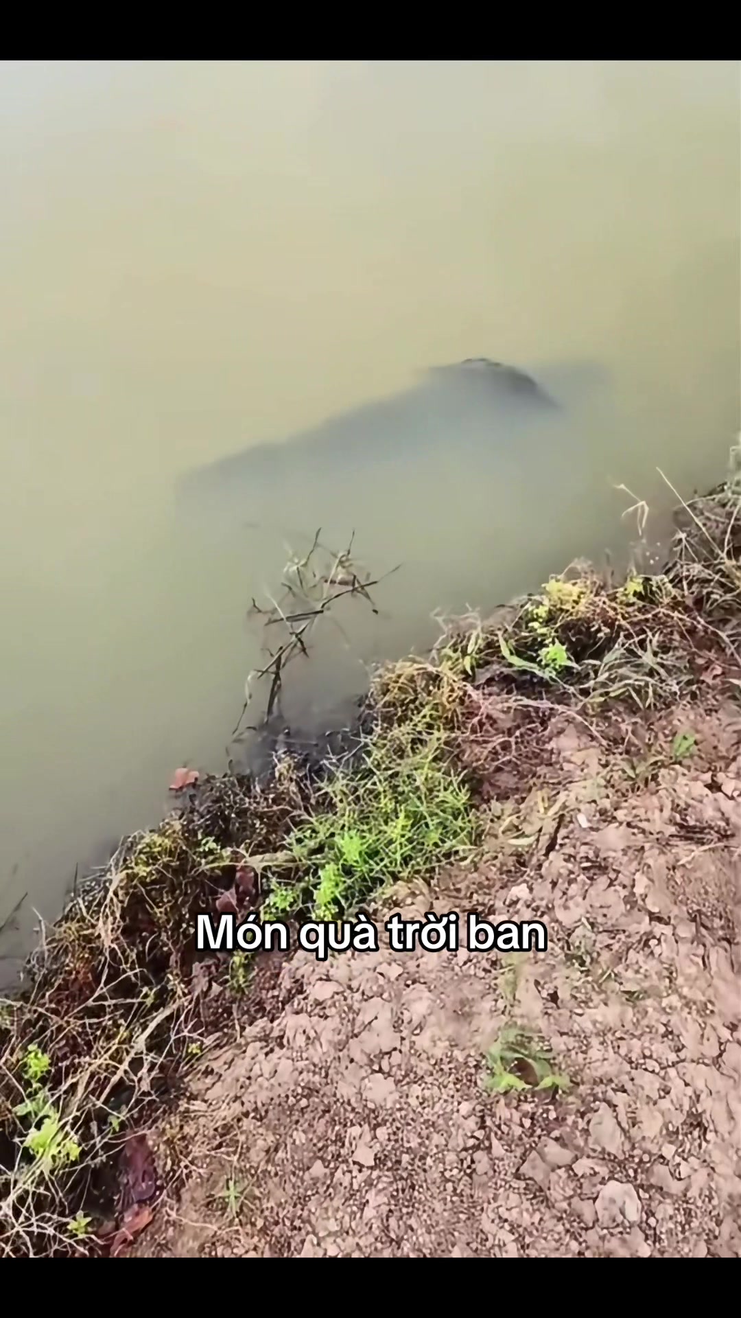 @Hoa Biển - Hải Tượng Long